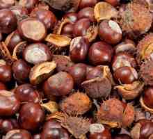 Castan (fructe): proprietăți medicinale, aplicații în medicina populară