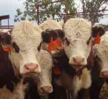 Rasa kazahă albă de vaci: caracteristici, caracteristici și recenzii