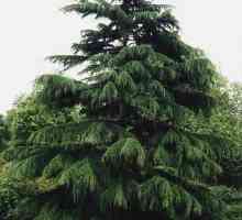 Cedar de Himalaya (Cedrus deodara): descriere