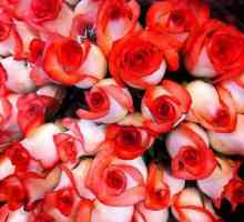 Trandafirul din Kenya: descriere, varietate, fotografie