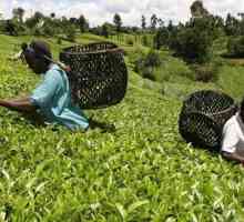 Ceaiul din Kenya: istoricul și caracteristicile băuturii