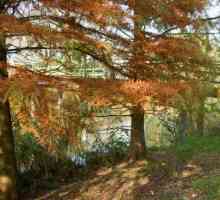 Cypress marsh: descriere, plantare și îngrijire
