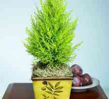 Cypress acasă: cum să aibă grijă de o plantă de conifere?