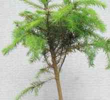 Cypress - un copac conifer care poate crește în casă