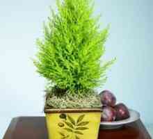 Cypress: îngrijirea plantei acasă