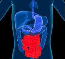 Intestine intestinală: structura, funcția, aportul de sânge și caracteristicile