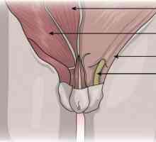 Chistul cordonului spermatic la un băiat: cauze, fotografii, tratament, intervenții chirurgicale,…