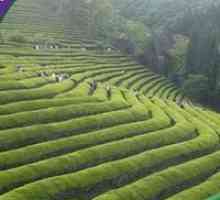 Ceaiul oolong din China (oolong)