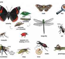 Insecte de clasă: exemple, tipuri, caracteristici
