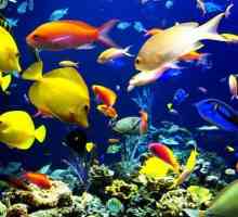 Clasificarea peștilor: elementele de bază ale taxonomiei și exemple