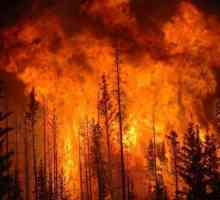 Clasele de pericol de incendiu în păduri. Ordinul Agenției Federale pentru Silvicultură din 5 iulie…