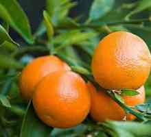 Clementina este ... Ce sunt clementinele diferite de mandarine?