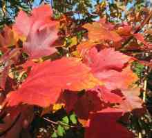 Maple-leaf: specie, descriere, distribuție