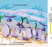 Membrana celulară este absentă de la cine? Structura și funcțiile membranei celulare
