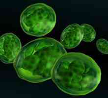 Respirația celulară și fotosinteza. Respirația celulară aerobă