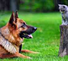 Poreclele câinilor și semnificația lor în viața animalelor de companie