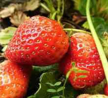 Ananas de căpșuni: o descriere a soiului, fotografie, recenzii