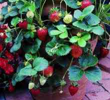 Strawberry `prinț negru `: virtuți ale unei varietăți