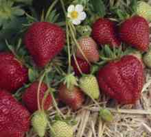 Strawberry Darselect. Descrierea soiului, recenzii