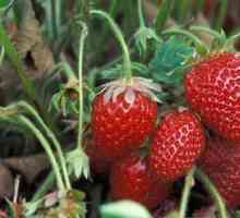 Strawberry `jolie`: fotografie și descriere