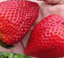 Strawberry Giantella - o descriere a soiului, regulile de cultivare