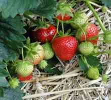 Strawberry Garland: descrierea soiului, cultivarea, îngrijirea