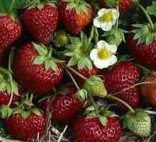 Miere de căpșuni: o descriere a varietății și randamentului