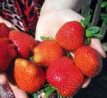Strawberry `irma`: descriere a soiului, fotografii, recenzii culturale