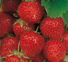 Strawberry Elsanta: caracteristici ale soiului