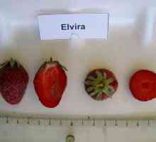 Strawberry Elvira: o descriere a soiului, recenzii