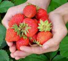 Strawberry Mashenka: o descriere a soiului, recenzii