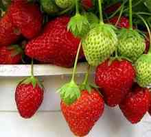 Strawberry Moscova delicatețe: descriere, caracteristici ale soiului