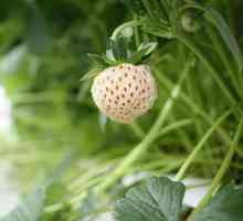 Клубника Пайнберри: описание, выращивание, отзывы