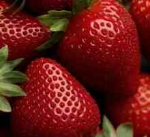Strawberry Regla: descrierea soiului și cultivarea