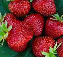 Strawberry Selva: o descriere a soiului, recenzii