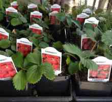 Strawberry Zephyr: descrierea soiului, plantare și îngrijire, fotografie