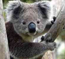 Koala - urs marsupial și fără apărare
