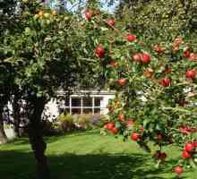 Când este mai bine să plantezi mere - în primăvară sau toamnă? La ce distanta ar trebui sa plantezi…