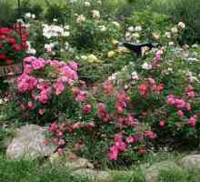 Când este mai bine să plantați trandafiri - în primăvară sau în toamnă? Plantarea trandafirilor pe…