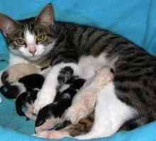 Când este necesară sterilizarea pisicii: vârsta, îngrijirea postoperatorie, nutriția