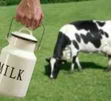 Când o vacă poate da lapte? Opiniile specialiștilor și opiniile părinților