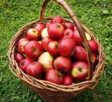 Când să colectezi merele pentru depozitare? Când să colecteze soiurile de vară și de iarnă