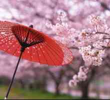 Când în Japonia face flori de cireșe? Sakura perioadă de înflorire, fotografie