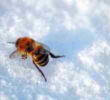 Când să pui albinele din coliba de iarnă? Data expoziției albinelor de la cabana de iarnă din…