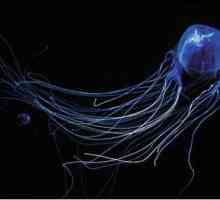 Кого австралийцы называют морской осой? Особо опасная медуза австралийских вод