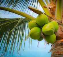 Substrat de nucă de cocos în brichete: cum se utilizează, recenzii