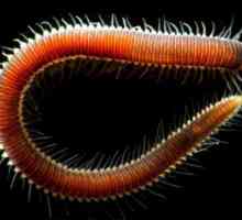 Ringworms: o caracteristică generală a tipului