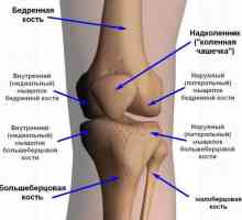 Genunchiul articulațiilor: ligamente și leziuni asociate cu acestea. Cum se trateaza ligamentele…