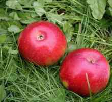 Colțul în formă de măr Ostankino: descriere, cultivare și îngrijire
