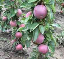 Coloana în formă de soiuri de mere sunt interesante pentru grădinari